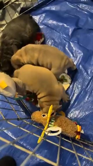 AKC French Bulldogs, Fluffy Carriers in Yakima, Washington