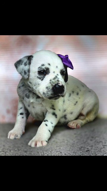 Urgl, Female Dalmatian in Lebanon, Ohio