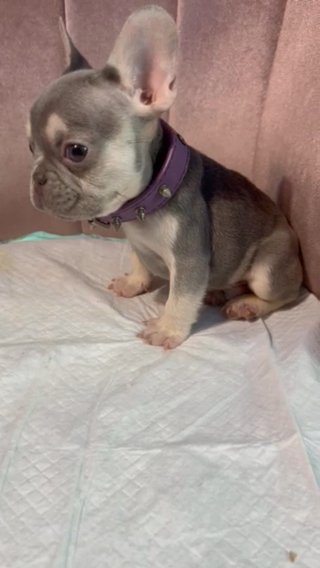 Max in Dallas, Texas
