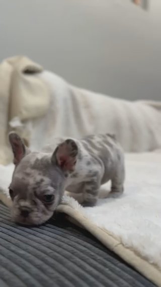 Lilac Merle Female in Fort Worth, Texas