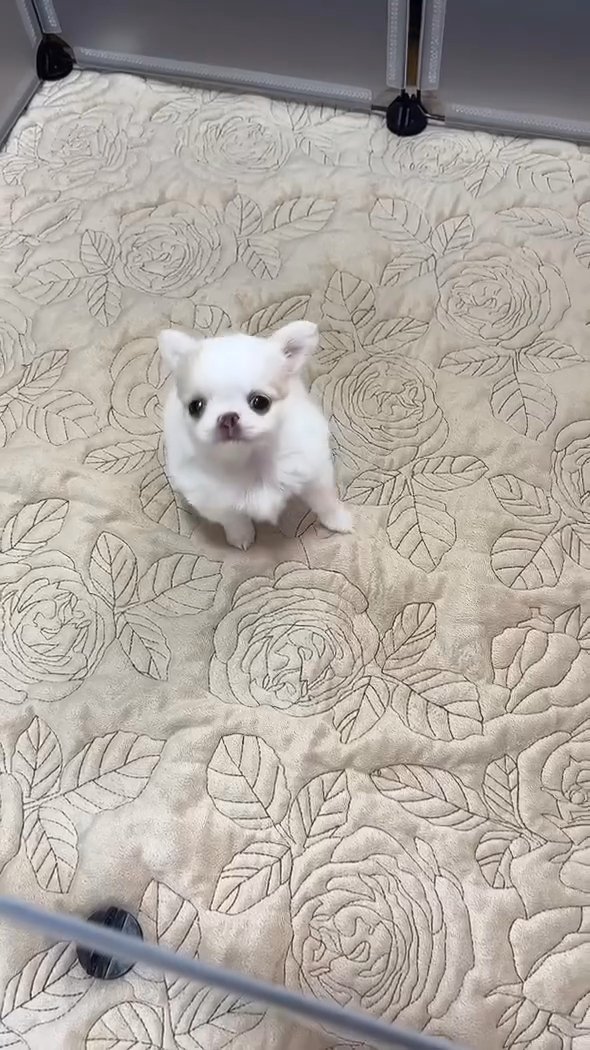 Chihuahua puppy in St. Louis, Missouri