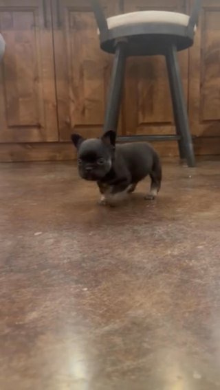 Fluffy Black And Tan Female in Fort Worth, Texas