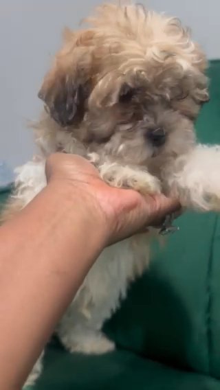 Shipoo Puppies in Euclid, Ohio