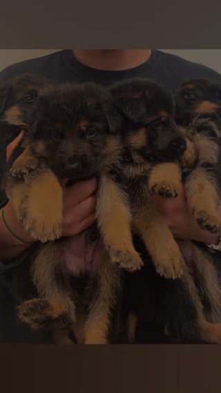 Pure Breed German Shepard in Phoenix, Arizona