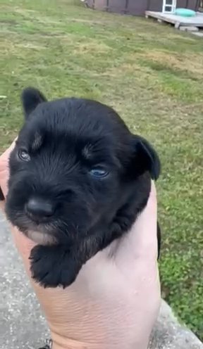 CKC Miniature Schnauzer in Picayune, Mississippi