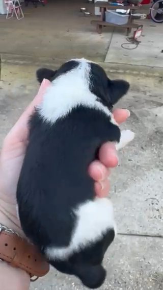 CKC Miniature Schnauzer in Picayune, Mississippi