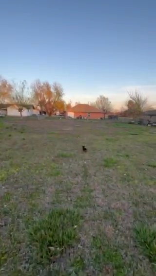 Miniature Double Dapple Dachshund in El Reno, Oklahoma