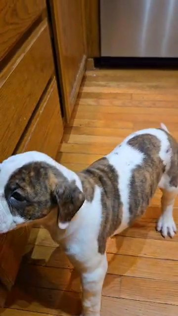 American bulldog 10 weeks old in Chesterton, Indiana
