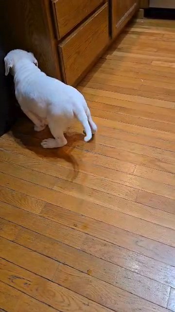 american bulldog 10 weeks old in Chesterton, Indiana
