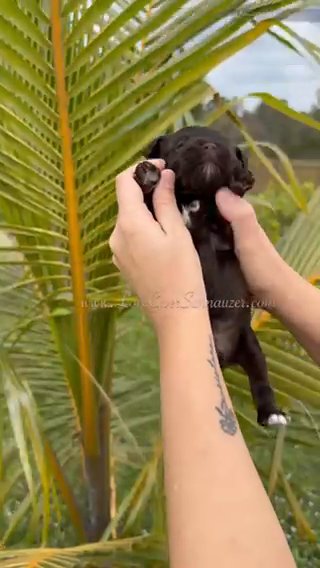AKC LIVER PEPPER FEMALE MINI SCHNAUZER in Sebring, Florida
