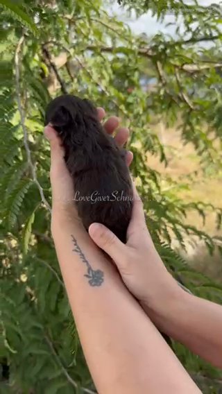 AKC LIVER AND TAN MINI SCHNAUZER BOY in Sebring, Florida