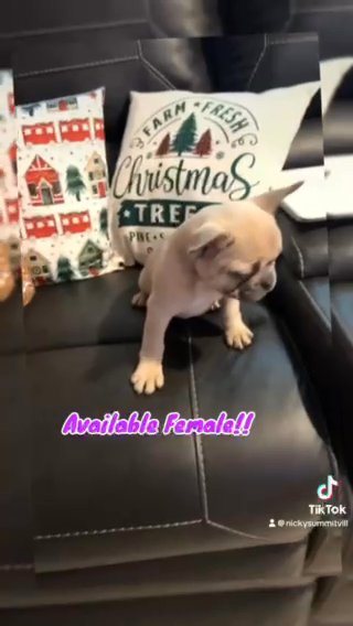 Frenchie in Gainesville, Florida