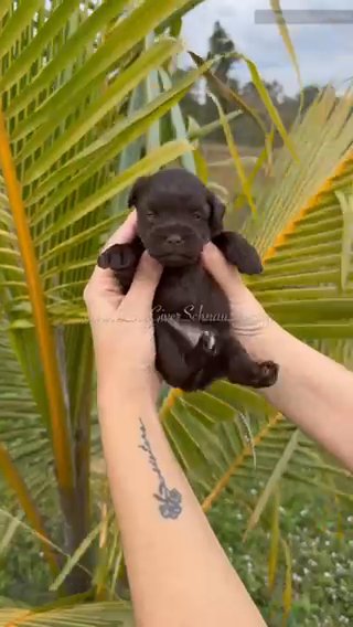 AKC LIVER MINI SCHNAUZER GIRL in Sebring, Florida