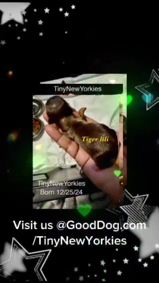 3 Tiny Yorkie Females in New Albany, Indiana