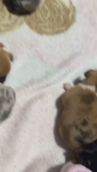 Rainbow Puppies in Indianapolis, Indiana