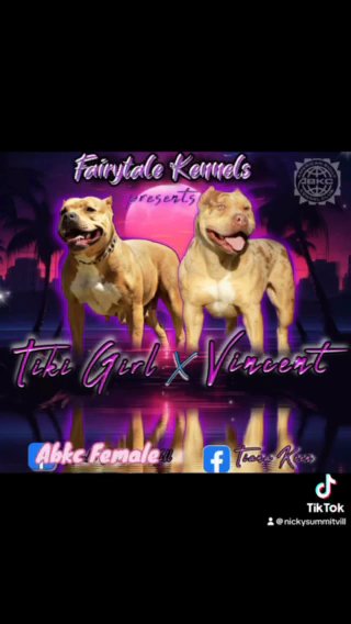 American Bully Pocket/standard in Gainesville, Florida