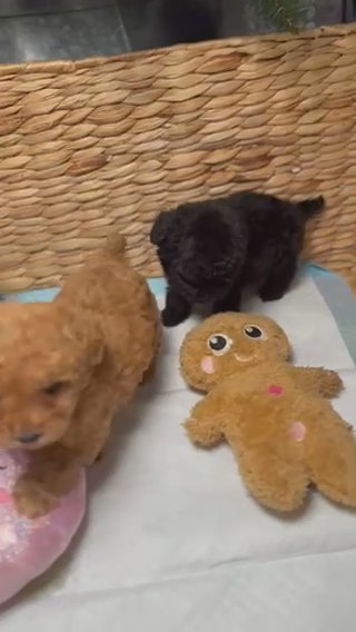 Apricot Toy Poodle Female in Dallas, Texas