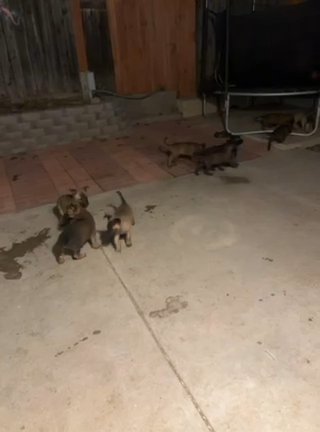 Belgain Malinois in San Luis Obispo, California