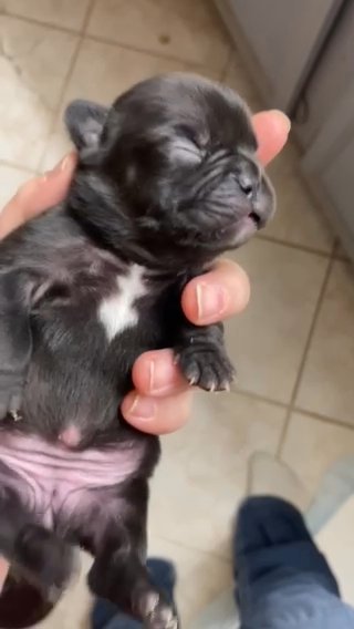 Black Brindle French bulldog Female in Parkersburg, West Virginia