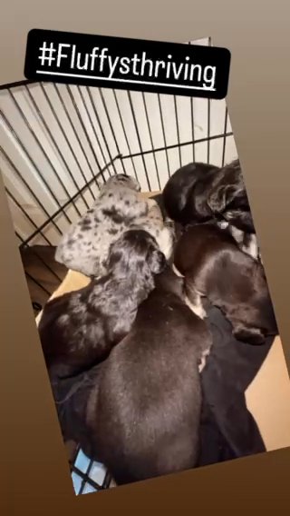 Fluffy Frenchies in Stockton, California