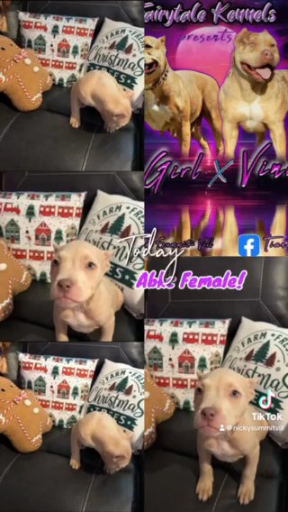American Bully Pocket / Standard in Gainesville, Florida