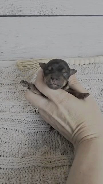 AKC Yorkie ? in Greenwood, South Carolina