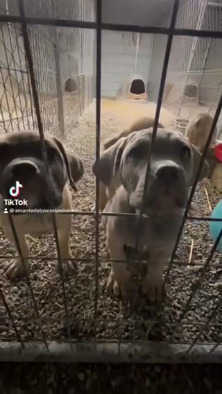 Fawn And Black Female Cane Corso Puppy in Frankfort, Kentucky