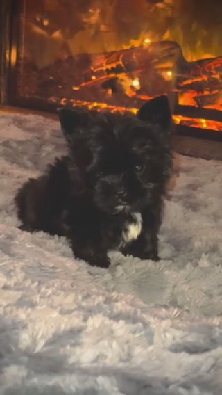 Lexie in Jackson, Tennessee