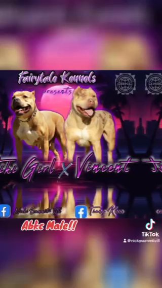 American Bully Pocket/Standard in Gainesville, Florida