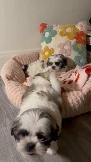 Shih Tzu Puppy For Sale in New York City, New York