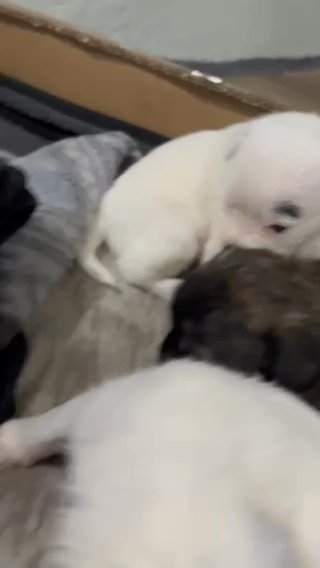Frenchie Mix Puppies in Grand Rapids, Michigan