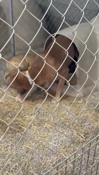 Cane Corso Females in Frankfort, Kentucky