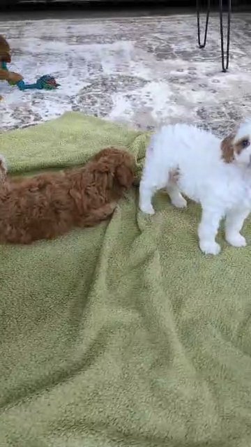 Cockapoo Pups Born Oct 20 in Goshen, Indiana