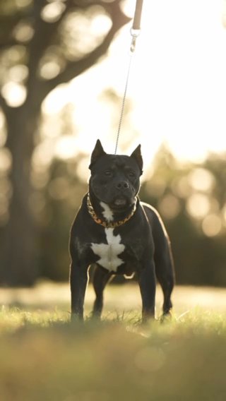Show Quality Abkc BRC Registered Male in Gainesville, Florida