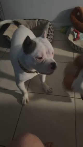 Abkc Male American Bully in Gainesville, Florida