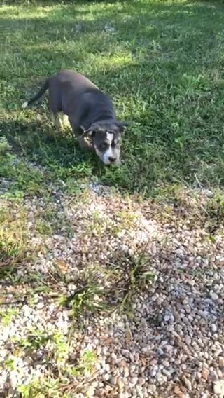 Abkc Beautiful J2 Grandaughter in Gainesville, Florida