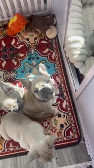 Lilac and Tan Male French Bulldog Puppy in Mableton, Georgia