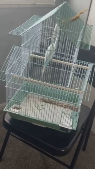 Parakeet And Cage  (and Opened Food And Treats) in Columbus, Ohio