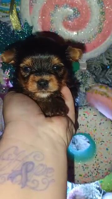 Traditional male Yorkie in Sikeston, Missouri