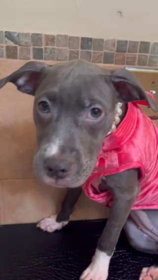 Diva Female Bluenose Pitbull Puppy in Savannah, Georgia