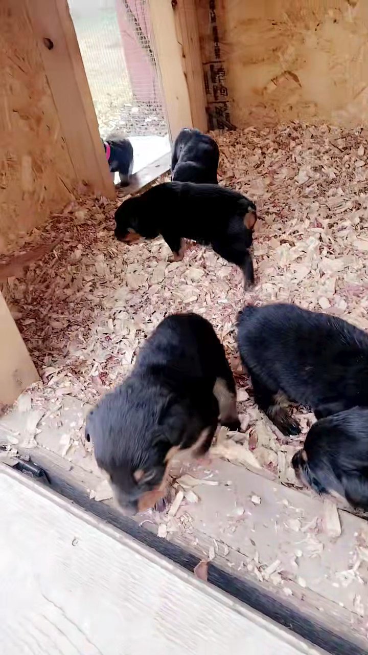 American Rottweilers full blood in Tulsa, Oklahoma