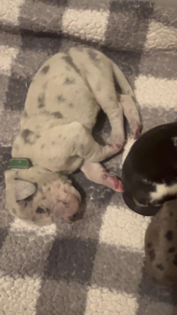 Great Danes in Spokane, Washington