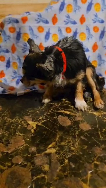 MERLE CHIHUAHUA BOY PUP  5MNTHS   $1000   BROOKLYN  NYC in New York City, New York