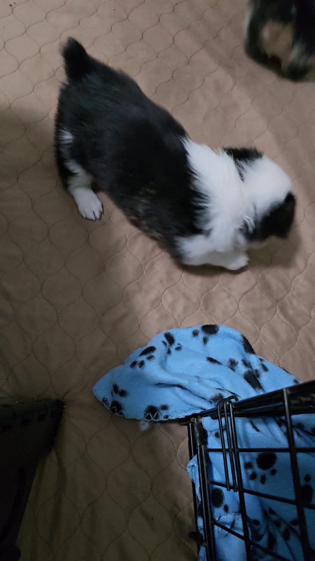 Pembroke Welsh Corgi in Pasadena, California
