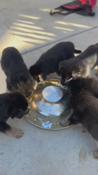 PUPPY GERMAN SHEPHERDS in Los Angeles, California