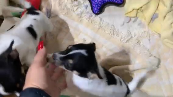 Chihuahua Puppies in Zanesville, Ohio