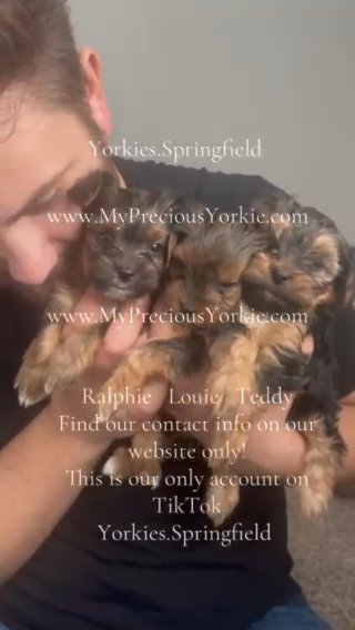 Yorkie Puppies in Springfield, Missouri