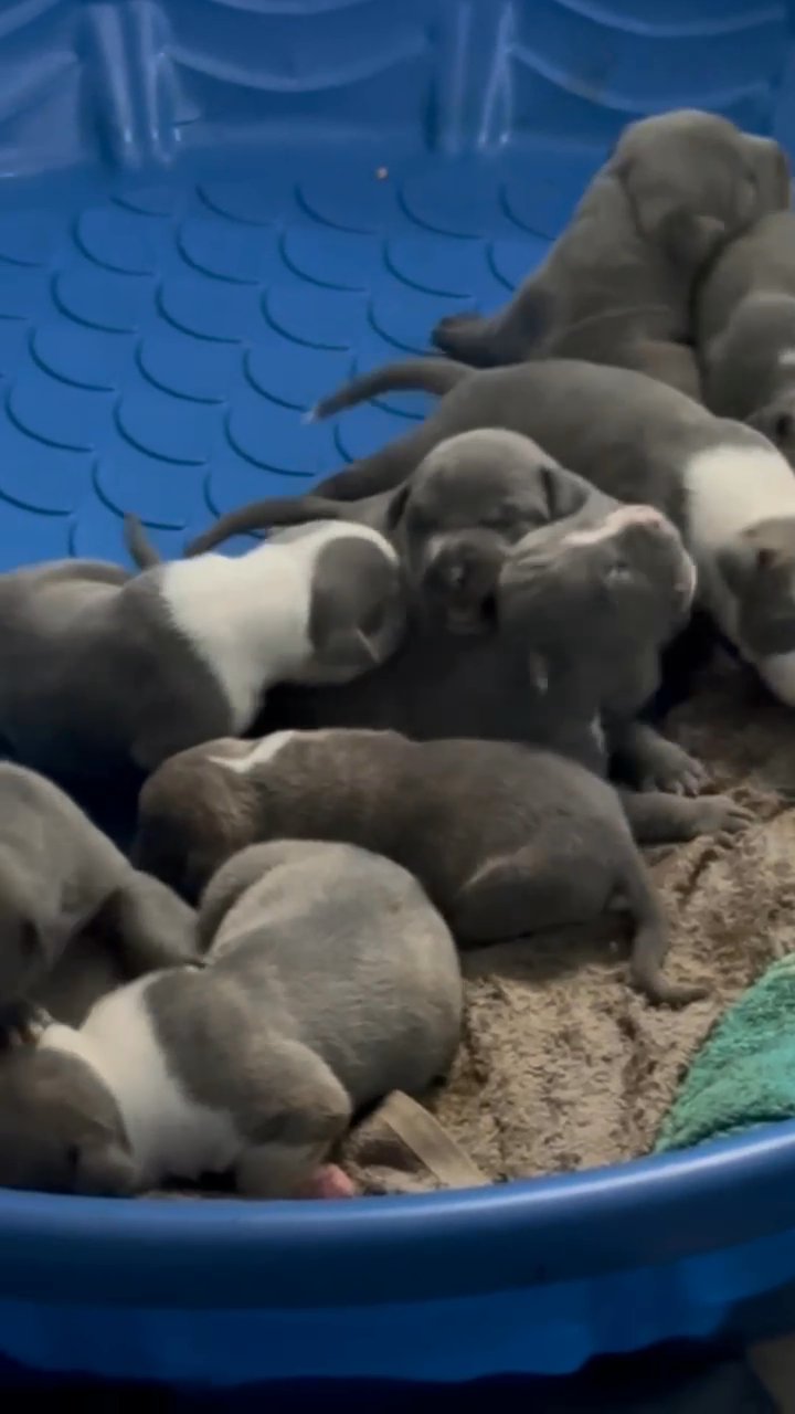 almost 4 weeks old pups in Jacksonville, Alabama