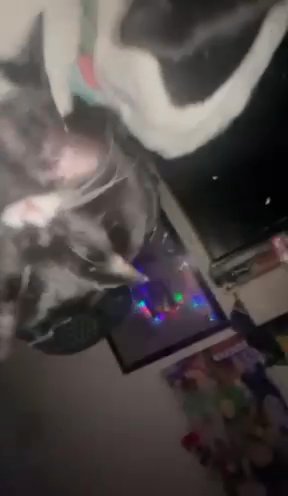 Cats Free Sell! in Las Vegas, Nevada