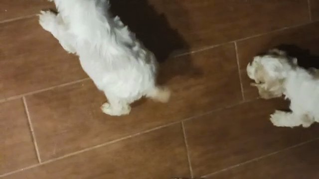 Cocker spaniel puppies in Dover, Delaware